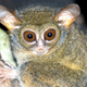 Image: Screenshot via Primate Conservation